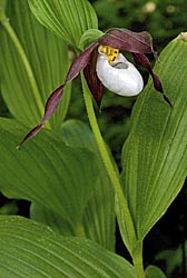 cypripedium montanum thumbnail graphic